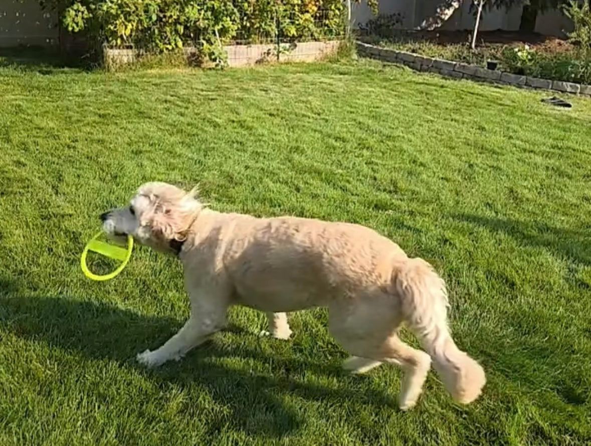 DimeTime Disc Triple Pack *Free Shipping*